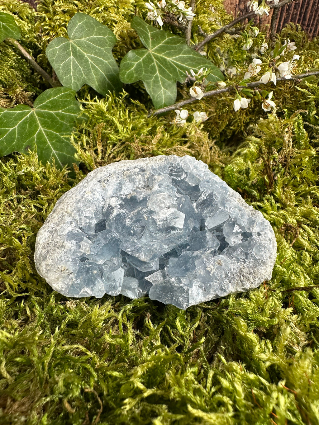 Géode de Célestine - 320G
